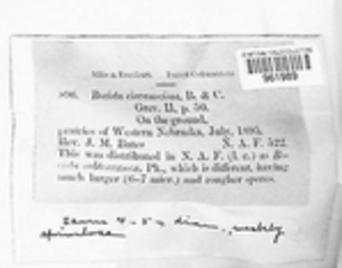 Disciseda circumscissa image